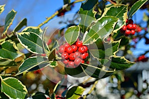 Christmas Holly Tree Closeup of Berries and Green Variegated Lea