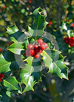 Christmas Holly Tree Closeup of Red Berries and Green Leaves