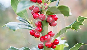 Christmas holly vertical branch with red berries on the blurred background