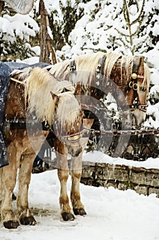 Christmas Horses