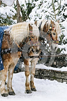 Christmas Horses photo
