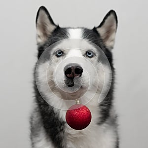 Christmas husky dog