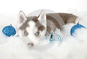 CHristmas Husky Puppy