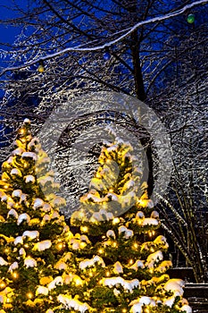 Christmas illuminated trees - snowy evening scene