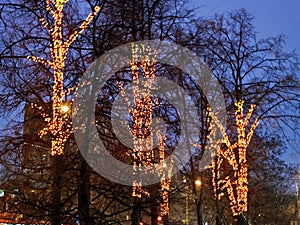 Christmas illumination on urban trees in winter