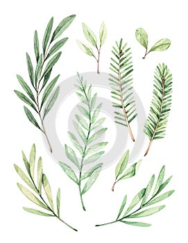 Christmas illustrations with eucalyptus, fir branch and mistletoe - Watercolor illustration. Happy new year. Winter greenery