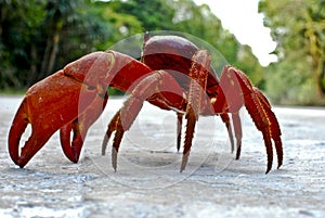 Christmas Island Red crab