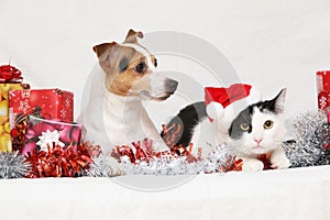 Christmas Jack Rusell terrier with a cat