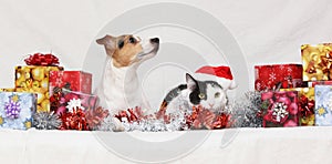 Christmas Jack Rusell terrier with a cat