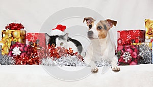 Christmas Jack Rusell terrier with a cat photo