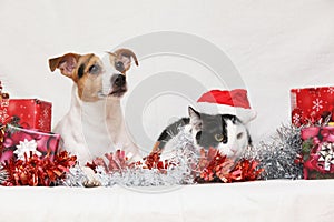 Christmas Jack Rusell terrier with a cat photo