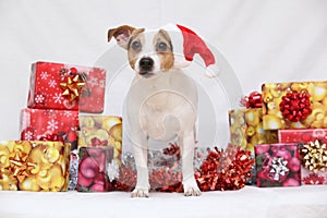 Christmas Jack Russell terrier with gifts
