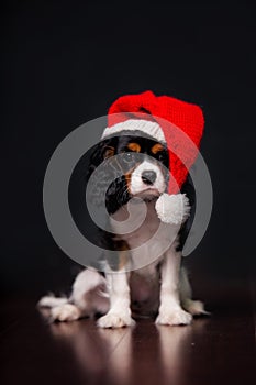 Christmas king charles spaniel Dog with Santa hat