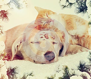 Christmas kitten and puppy sleeping