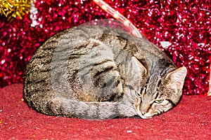 Christmas kitten with red christmas light decoration