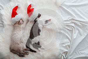 Christmas kittens in Christmas Santa Claus hat sleeping on plaid. Couple of kittens in love little cats have cozy sweet