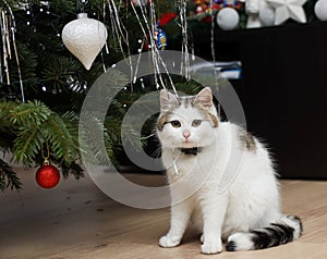 christmas kitty by the christmas tree