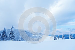 Christmas landscape with spruce in the mountains