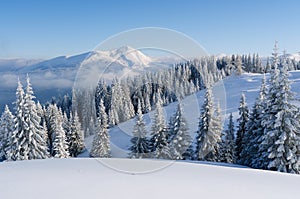 Christmas landscape with spruce in the mountains