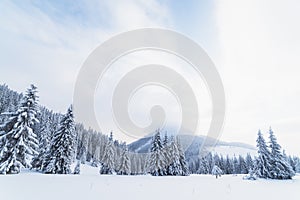 Christmas landscape with spruce in the mountains