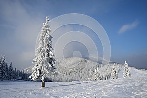 Christmas landscape with spruce in the mountains