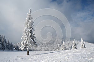 Christmas landscape with spruce in the mountains