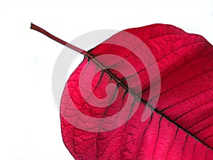 Christmas Leaf photo