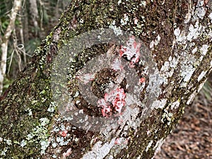 Christmas lichen on a tree in the Okefenokee Swamp