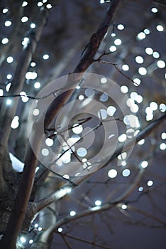 Christmas light background. Decorated trees. Holiday glowing backdrop on the dark blue night sky. Defocused background. blurred