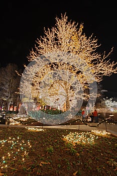 Christmas lights on a cottonwood tree