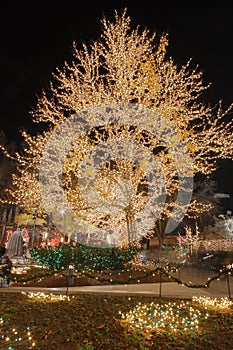 Christmas lights on a cottonwood tree #2 photo