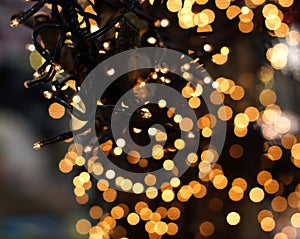 Christmas lights hanging in a tree