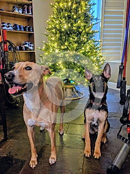 Christmas lights and pups
