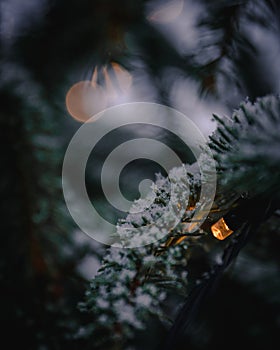 Christmas lights with snow on a Christmas tree