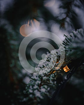 Las luces con nieve sobre el árbol de navidad 
