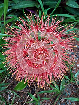 Christmas lily or salmon lily Scadoxus multiflorus