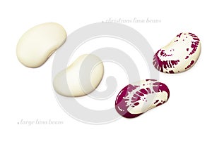 Christmas Lima and large butter beans isolated on white background. Top view