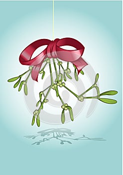 Christmas mistletoe