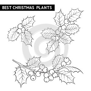 Christmas mistletoe branch drawing.