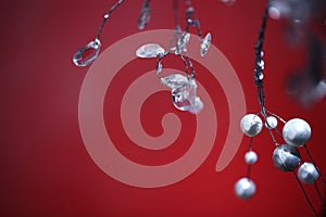 Christmas mistletoe close up on red background