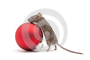 Christmas mouse and bauble isolated