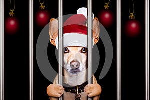 Christmas mugshot dog