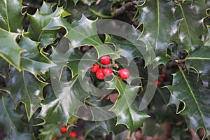 Christmas natural background: green leaves and red berries of holly tree close-up
