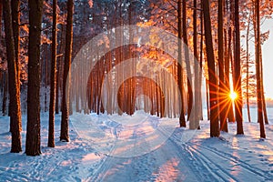 Snow path in winter forest. Evening sun shines through trees. Sun illuminates trees with frost. photo