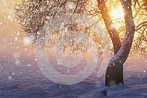 Christmas nature with snowflakes. Winter. Bright sunshine in foggy frosty morning at sunrise. Xmas background