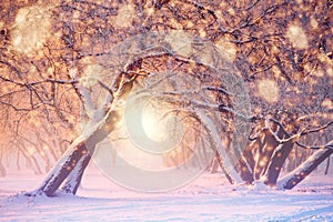 Christmas or New Year background. Colorful lights and snowflakes on frosty trees background. Beautiful winter park on the eve of