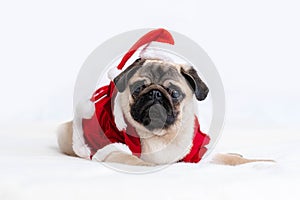 Christmas and New Year card Pug dog dressed up as Santa Claus with funny full body suit costume with red hat on white