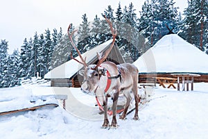 Christmas and New Year concept. Beautiful adult deer scientific name Rangifer tarandus in the snow. Santa Claus village, Lapland.