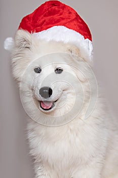 Christmas, new year concept of white puppy dog Samoyed Laika breed. Close-up vertical studio shot of 2022