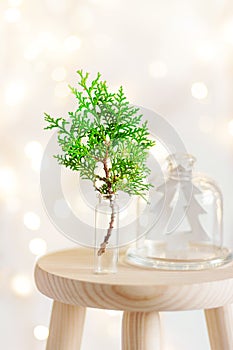 Christmas New Year home interior decoration background. Green juniper twig in glass wooden fir tree ornament in cloche dome jar